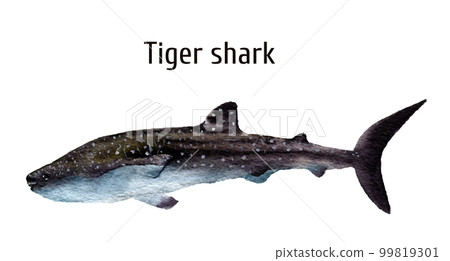 Watercolor sea tiger shark. Requiem shark isolated on white background. For design, prints, background, t-shirt Watercolor sea tiger shark. Requiem shark isolated on white background. For design, prints, background, t-shirt 99819301