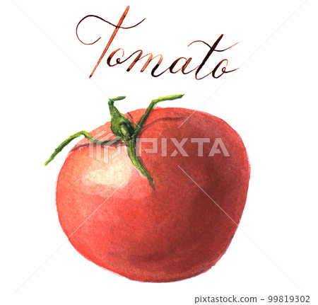 Watercolor tomato. Botanical illustration.  Isolated. 99819302