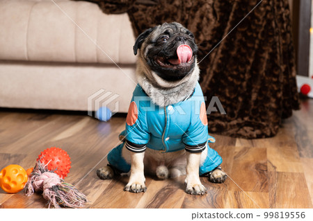 A little funny pug sits near his toys. Toys and clothes for dogs, pet shop. 99819556
