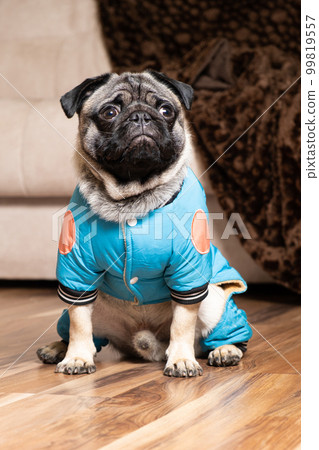 A funny one-year-old pug dressed in a blue suit sits at home near the sofa. Pet shop. A funny one-year-old pug dressed in a blue suit sits at home near the sofa. Pet shop. 99819557