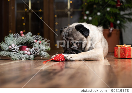 A pug plays with a Christmas toy gnome sitting near a Christmas tree. New Year, winter holidays and pets A pug plays with a Christmas toy gnome sitting near a Christmas tree. New Year, winter holidays and pets 99819578