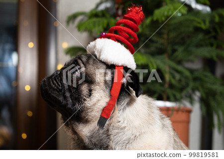 A dreamy pug in a Christmas hat looks to the side thinking. Christmas, New Year and Dog, Dogs, Pets A dreamy pug in a Christmas hat looks to the side thinking. Christmas, New Year and Dog, Dogs, Pets 99819581
