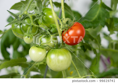 Growing tomatoes from seeds, step by step. Step 13 - ripe tomatoes Growing tomatoes from seeds, step by step. Step 13 - ripe tomatoes 99819741