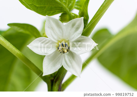 Growing peppers from seeds. Step 9 - first flowers, blossoms Growing peppers from seeds. Step 9 - first flowers, blossoms 99819752