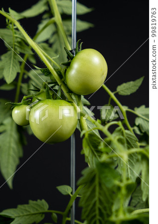 Growing tomatoes from seeds, step by step. Step 12 - lots of green tomatoes on branches on a black background Growing tomatoes from seeds, step by step. Step 12 - lots of green tomatoes on branches on a black background 99819763