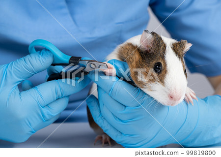 Nail trimming with a claw cut in a small guinea pig at a veterinarian's appointment. 99819800