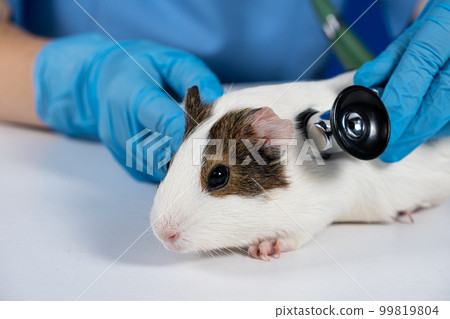 The veterinarian examines the heart and lungs of a guinea pig with a stethoscope. 99819804