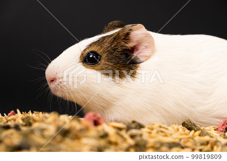 A small guinea pig sits near the feed on a black background. A small guinea pig sits near the feed on a black background. 99819809