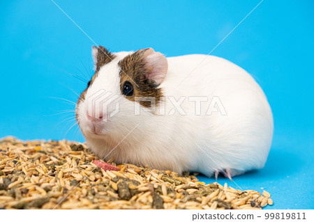 A small guinea pig sits near the feed on a blue background. 99819811