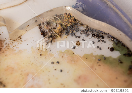 Mold and sprouted grains in an acrylic ant farm. Improper care of harvester ants, excessive humidity. Mold and sprouted grains in an acrylic ant farm. Improper care of harvester ants, excessive humidity. 99819891