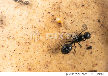 Queen of ants and ant egg, almost formed ant, larva, macro 99819900
