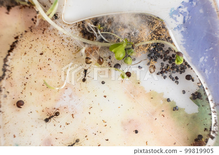 Mold and sprouted grains in an acrylic ant farm. Improper care of harvester ants, excessive humidity. Mold and sprouted grains in an acrylic ant farm. Improper care of harvester ants, excessive humidity. 99819905