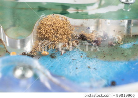 Mold and sprouted grains in an acrylic ant farm. Improper care of harvester ants, excessive humidity. Mold and sprouted grains in an acrylic ant farm. Improper care of harvester ants, excessive humidity. 99819906