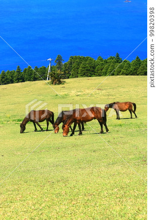 [Miyazaki Prefecture] Cape Toi in fine weather (Misaki horse pasture) 99820398