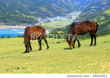 [Miyazaki Prefecture] Cape Toi in fine weather (Misaki horse pasture) 99820401