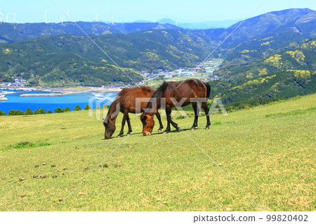 [Miyazaki Prefecture] Cape Toi in fine weather (Misaki horse pasture) 99820402