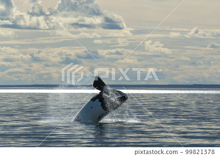 Whale jumping behavior in Peninsula Valdes  99821378