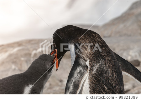Gentoo Penguin with chick, Neko harbour,Antartica 99821389