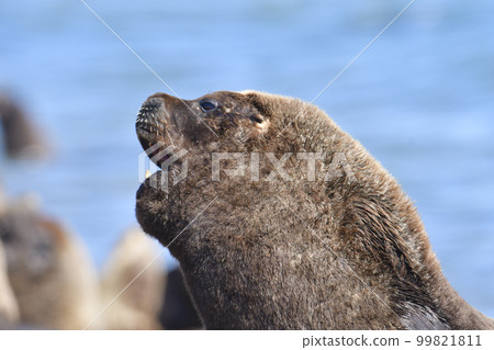 Male Sea Lion , Patagonia, Argentina Male Sea Lion , Patagonia, Argentina 99821811