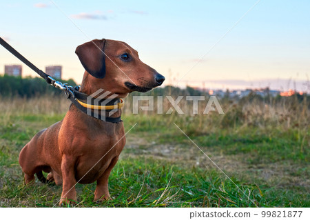 Miniature dachshund on a walk. Red dachshund for a walk in a field outside the city Miniature dachshund on a walk. Red dachshund for a walk in a field outside the city 99821877