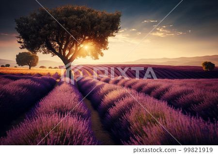 Purple lavender field in Provence at sunset. Lavender. Stunning summer landscape in Provence, France with blooming violet fields Purple lavender field in Provence at sunset. Lavender. Stunning summer landscape in Provence, France with blooming violet fields 99821919