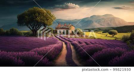Purple lavender field in Provence at sunset. Lavender. Stunning summer landscape in Provence, France with blooming violet fields Purple lavender field in Provence at sunset. Lavender. Stunning summer landscape in Provence, France with blooming violet fields 99821930
