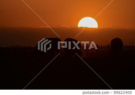 Cows silhouettes grazing, La Pampa, Patagonia, Argentina. Cows silhouettes grazing, La Pampa, Patagonia, Argentina. 99822400