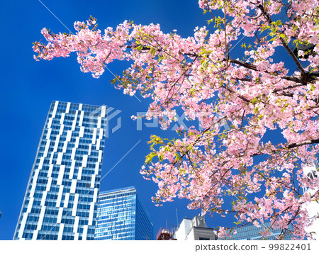 Shibuya Stream and cherry blossoms in full bloom, Tokyo Shibuya Stream and cherry blossoms in full bloom, Tokyo 99822401