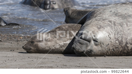 Elephant seal couple mating, Peninsula Valdes, Patagonia, Argentina 99822644