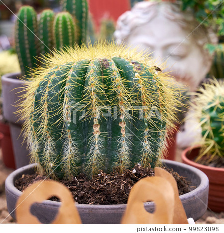 Decorative home cacti in a flower shop. Small cactus in a pot close-up. Selective focus Decorative home cacti in a flower shop. Small cactus in a pot close-up. Selective focus 99823098