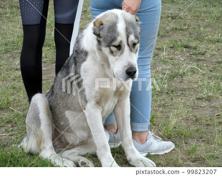 Central Asian shepherd dog at a dog show 99823207