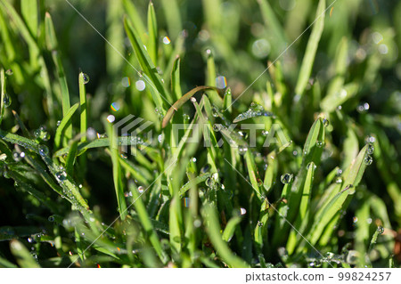 有雨珠的草 有雨珠的草 99824257