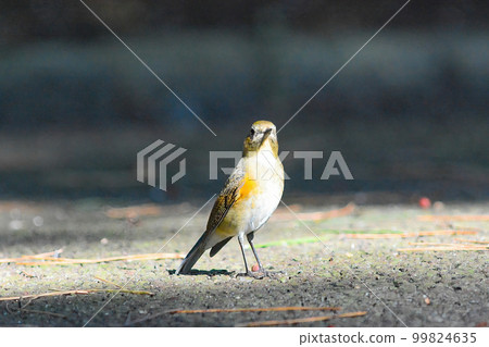 Ruribitaki幼鳥 Ruribitaki幼鳥 99824635