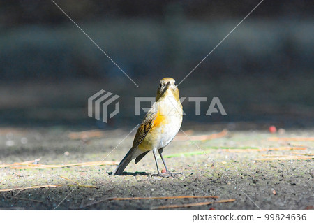 Ruribitaki幼鳥 Ruribitaki幼鳥 99824636