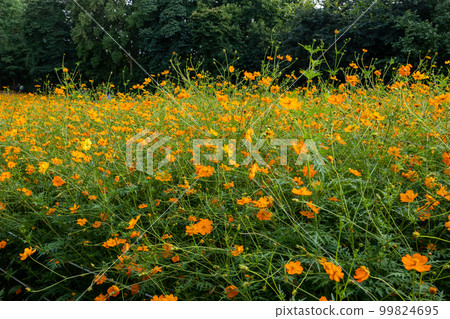 花瓣 花 室外 99824695