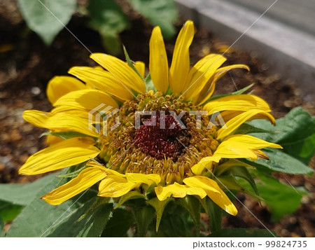 Mini Sunflower 99824735
