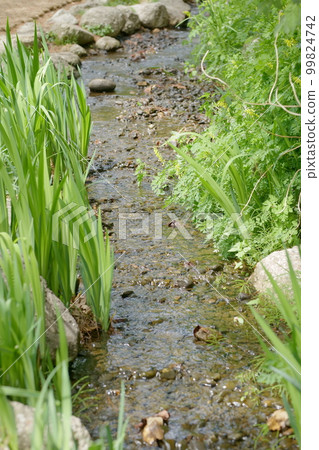 spring, vegetable, leaf 99824742