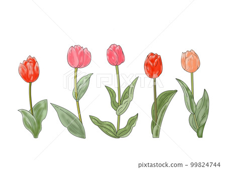 Tulip Tulip 99824744