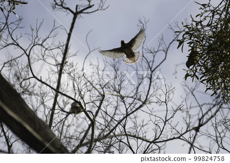 Flight of Hillankak Flight of Hillankak 99824758