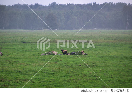 A group of endangered wild mustangs and cows graze on a vast meadow, surrounded by idyllic countryside. The majestic animals are free-roaming and enjoy the peaceful serenity of their natural habitat A group of endangered wild mustangs and cows graze on a vast meadow, surrounded by idyllic countryside. The majestic animals are free-roaming and enjoy the peaceful serenity of their natural habitat 99826228