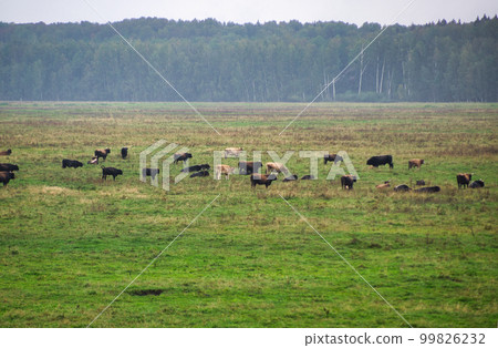 A group of endangered wild mustangs and cows graze on a vast meadow, surrounded by idyllic countryside. The majestic animals are free-roaming and enjoy the peaceful serenity of their natural habitat 99826232