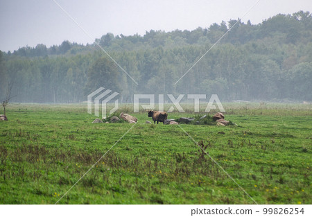 A group of endangered wild mustangs and cows graze on a vast meadow, surrounded by idyllic countryside. The majestic animals are free-roaming and enjoy the peaceful serenity of their natural habitat A group of endangered wild mustangs and cows graze on a vast meadow, surrounded by idyllic countryside. The majestic animals are free-roaming and enjoy the peaceful serenity of their natural habitat 99826254