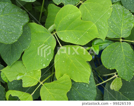 close-up of kudzu leaves 99826539