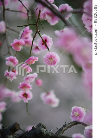 大阪城公園的梅林 99826588