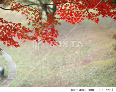 秋色山下運動公園楓葉複製空間 秋色山下運動公園楓葉複製空間 99826601