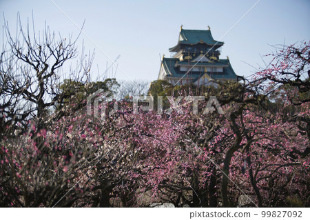 大阪城公園的梅林 99827092
