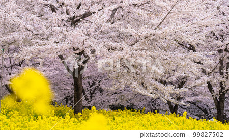 赤城南側的千本櫻和油菜花 赤城南側的千本櫻和油菜花 99827502