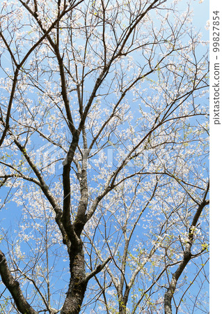 淡櫻桃樹 淡櫻桃樹 99827854