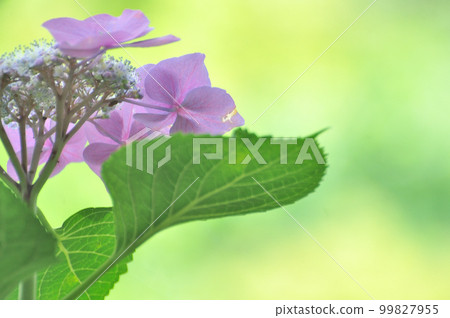 Purple hydrangea blooming in the rainy season 99827955
