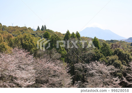Cherry blossoms and Sakurajima seen from Kagoshima City Youth Training Center Cherry blossoms and Sakurajima seen from Kagoshima City Youth Training Center 99828058